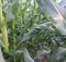 Jagung