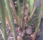 Cara Mengetahui Tanaman Jahe siap panen