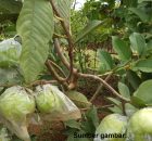 Jambu Kristal Hijau Berbuah Lebat